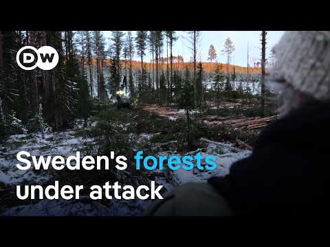 Is Sweden letting its ancient forests get pulped for paper? | Focus on Europe