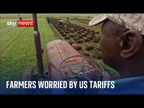 Tens of thousands of jobs on South Africa’s citrus farms at risk if US imposes tariffs