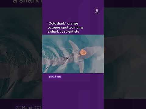 ‘Octoshark’: orange octopus spotted riding a shark by scientists