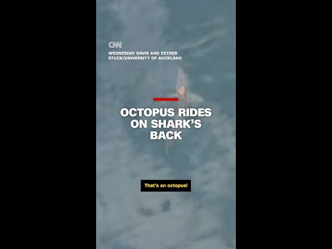 Octopus rides on shark’s back