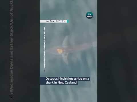 Octopus hitchhikes a ride on a shark in New Zealand | ITV News
