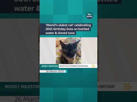 A cat, thought to be the world’s oldest, is celebrating her 30th birthday  #itvnews #cat #animals