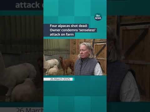 The owner of four alpacas and a sheep that were shot dead has condemned the attack  #itvnews