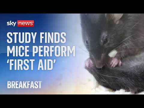Scientists say rodents have CPR instinct after observing ‘mouse-to-mouse resuscitation’