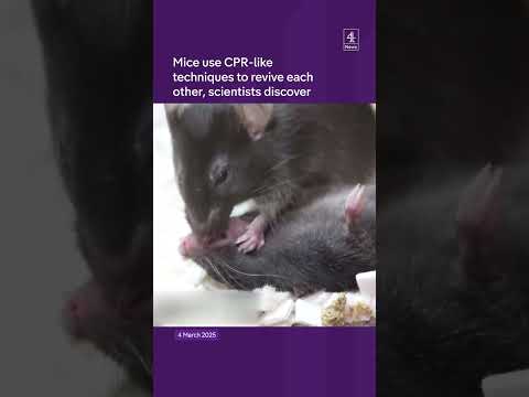 Mice use ‘CPR’ to save each other