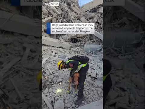 Dogs help in search for trapped people