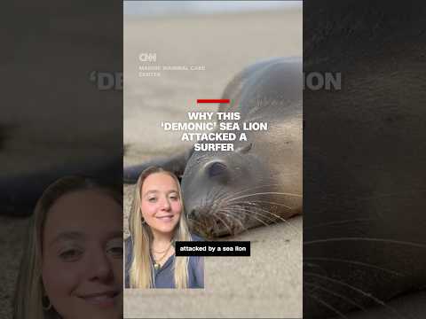 Why this ‘demonic’ sea lion attacked a surfer