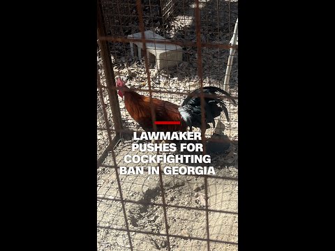 Lawmaker pushes for cockfighting ban in Georgia