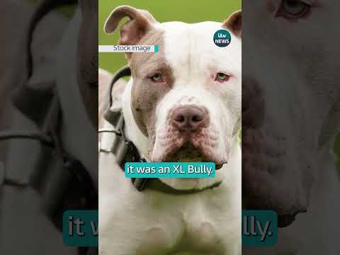 Dog that killed a 19-year-old in an attack in Bristol confirmed as an XL Bully | ITV News