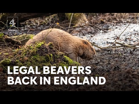 End of ‘beaver bombing’ as wild beavers legally return to England