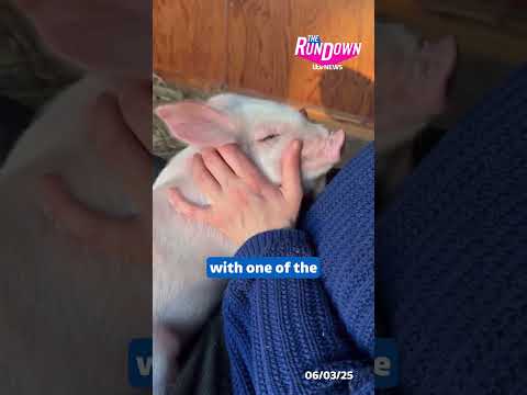 Piglets left to starve as part of a controversial art exhibition have been stolen #itvnews