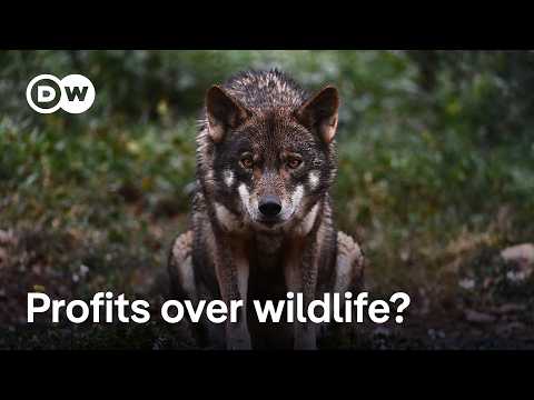 EU eases restrictions to shoot wolves | DW News