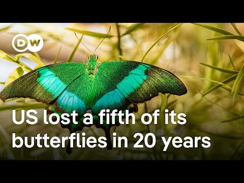 Butterflies disappearing at ‘catastrophic’ rate in the US according to new study | DW News