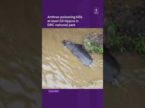 50 hippos poisoned in DRC