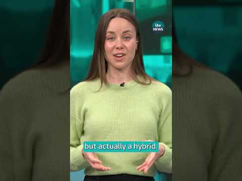 Did scientists really bring the extinct dire wolf back to life? #itvnews #shorts #direwolf