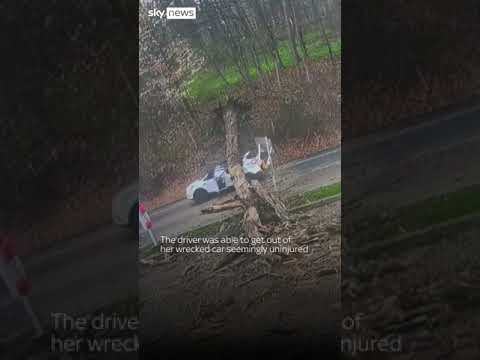 Driver escapes after massive tree crushes car