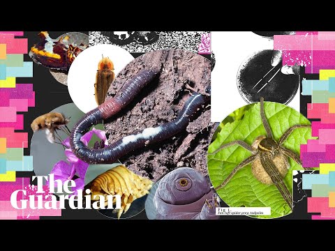 The invertebrate of the year compeition is here. Who will you vote for?