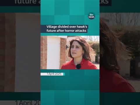Village divided over hawk’s future after horror attacks | ITV News