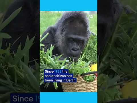 World’s oldest Gorilla turns 68 | DW News