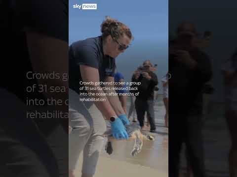 Sea turtles released after months of rehab