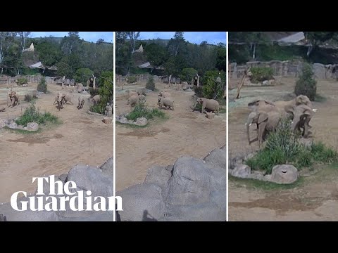 Elephants huddle in ‘alert circle’ to protect young during California earthquake