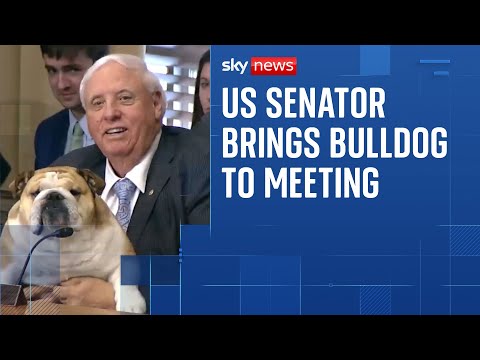 US Senator brings bulldog to meeting to share her ‘testimony’