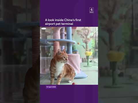 A look inside China’s first airport pet terminal
