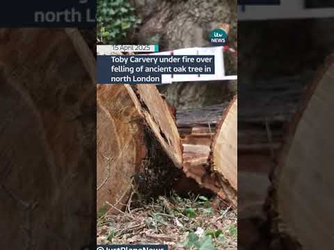 Toby Carvery under fire over felling of centuries-old tree in north London | ITV News  #itvnews