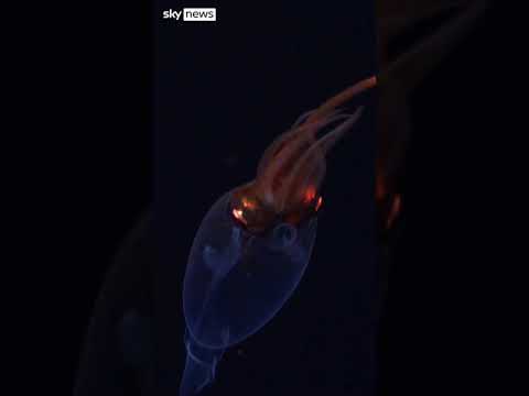 Scientists capture first ever video of colossal squid in its natural habitat