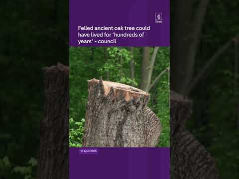Felled ancient oak tree could have “lived for a few hundred years”