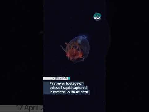 First-ever footage of colossal squid captured in remote South Atlantic #itvnews #news