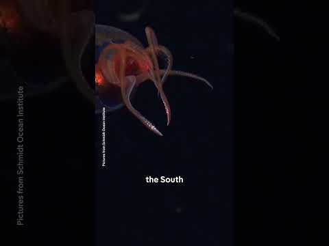 Colossal squid filmed in natural habitat for first time