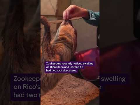 Doctors cure sloth’s toothache