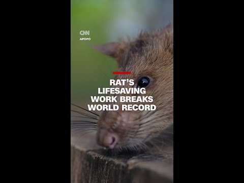 Rat’s lifesaving work breaks world record