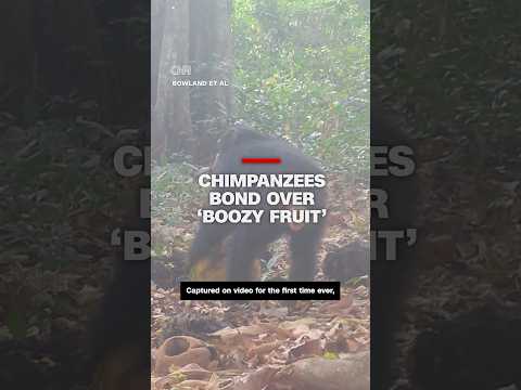 New video shows how chimpanzees may bond over ‘boozy fruit’
