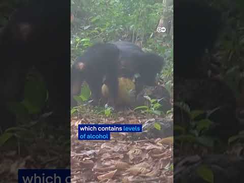 Chimpanzees caught sharing alcoholic fruit | DW News