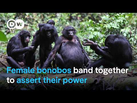 Study finds female bonobos band together to fend off male aggression in the wild | DW News