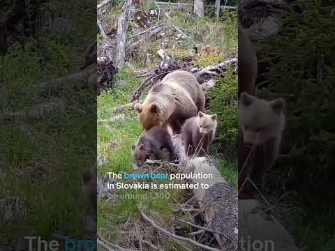 Slovakia calls for culling hundreds of bears | DW News