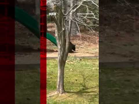 Bear caught on camera taking ride down family’s slide. #Connecticut #BBCNews