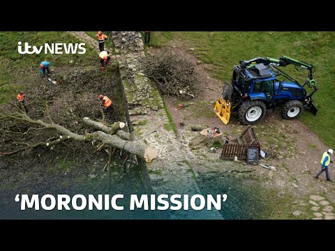 Men accused of felling Sycamore Gap tree filmed ‘moronic mission’ on a phone, jury told | ITV News