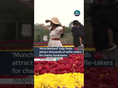 Tulip fields attract thousands of selfie takers | ITV News  #itvnews