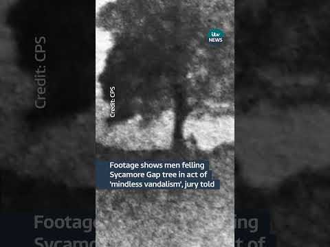 Footage shows men felling Sycamore Gap tree in act of ‘mindless vandalism’, jury told | ITV News