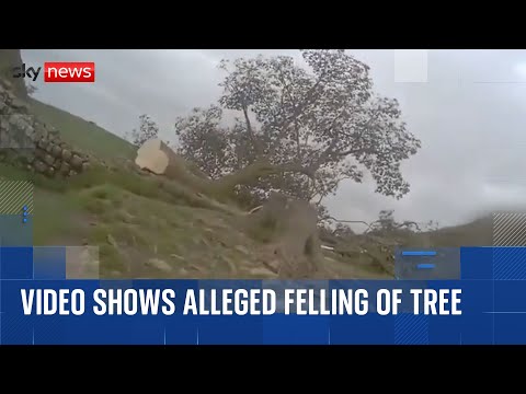 Moment historic Sycamore Gap tree is allegedly cut down
