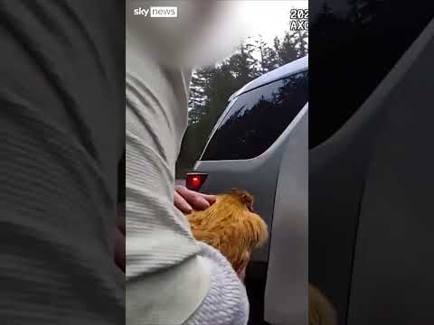 Man allegedly steals ex-girlfriend’s chicken