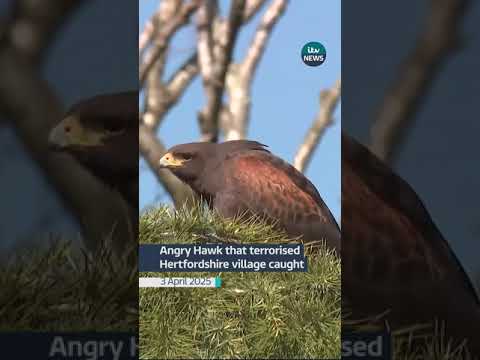 Angry Hawk that terrorised Hertfordshire village caught | ITV News