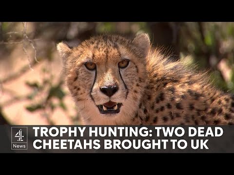Will any UK government honour pledge to ban trophy animal imports?