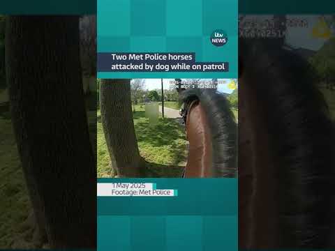 Two Met Police horses attacked by dog while on patrol | ITV News