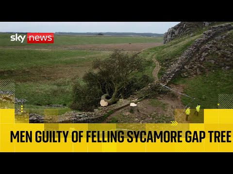 BREAKING:  Two men found guilty of cutting down famous Sycamore Gap tree