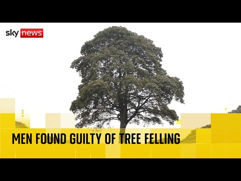 What happened to the Sycamore Gap tree that was cut down?
