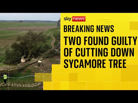 Two men found guilty of cutting down famous Sycamore Gap tree